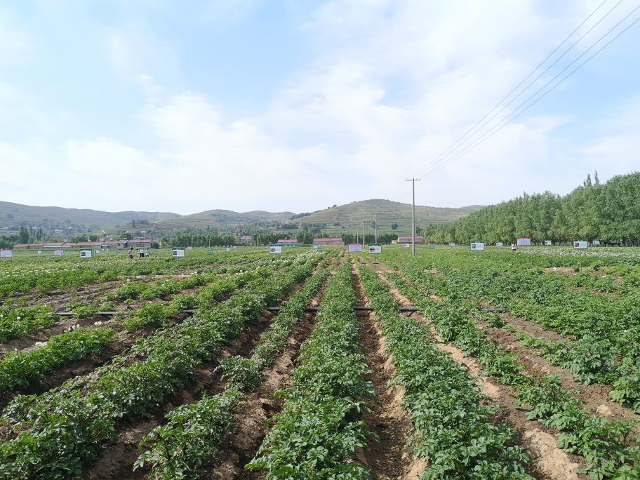 马铃薯抗旱栽培技术培训总结,马铃薯保水保油