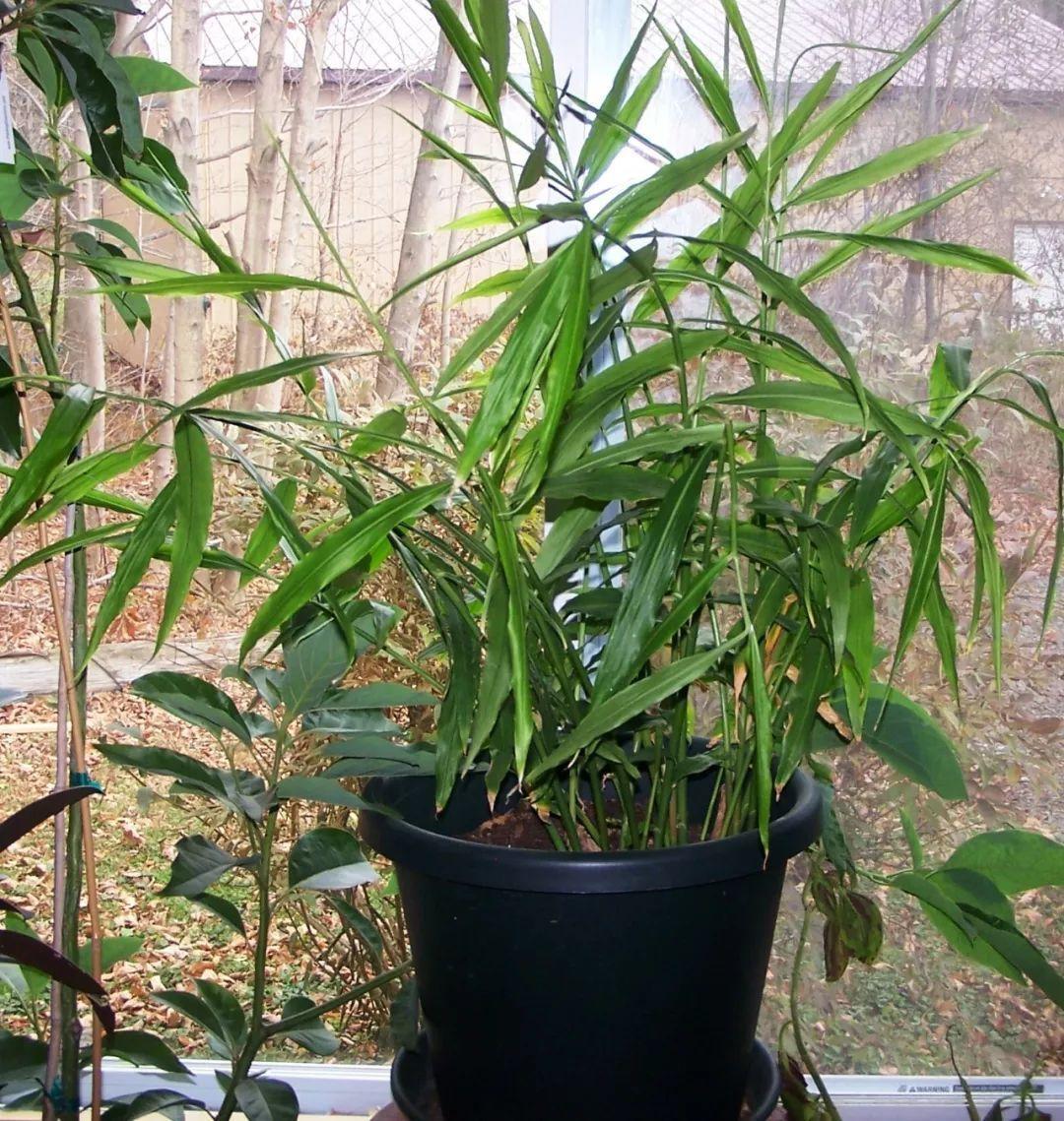 生姜发芽了拿去种,生姜种在树叶下