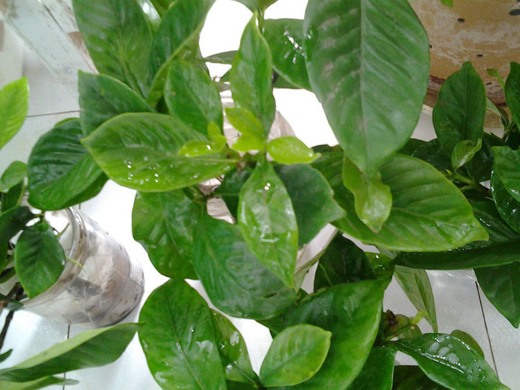 水培栀子花正确方法,栀子花水培生根