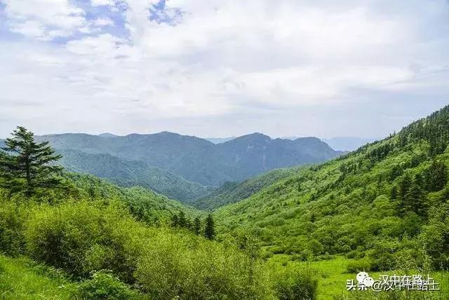 探秘汉中,汉中一村子窜入野生羚牛