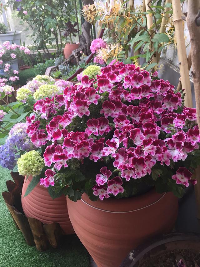 天竺葵大棵老桩,老奶奶种天竺葵