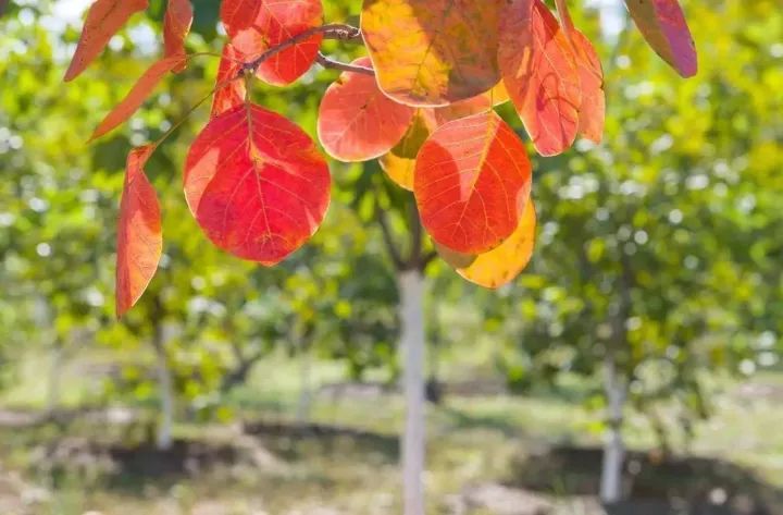 昌平最美的秋景在哪里,北京最美的秋景赏叶胜地香山公园