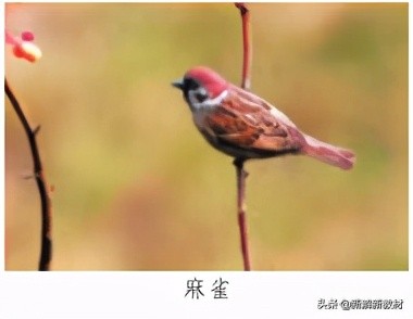 一年级如何快速有效掌握拼音声调,一年级语文拼音标声调专项训练