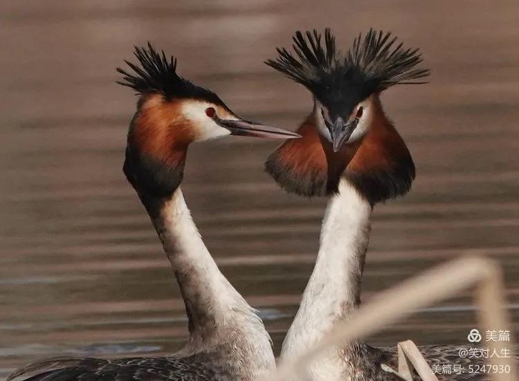 凤头鸊鷉粤语,斑头雁飞得最高的鸟