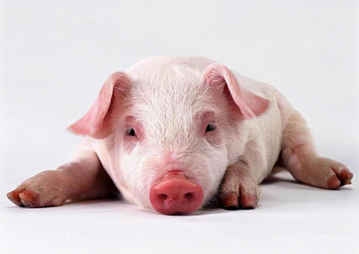 猪场育肥猪单纯咳嗽怎么治,猪场里发生咳嗽是怎么回事