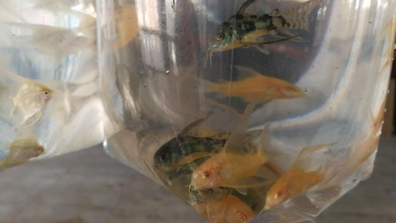 淡水水族馆观赏鱼市场,废弃花鸟市场捡漏观赏鱼