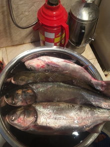 市场上鲢鳙饵料什么最好用,鲢鳙专用饵料排行