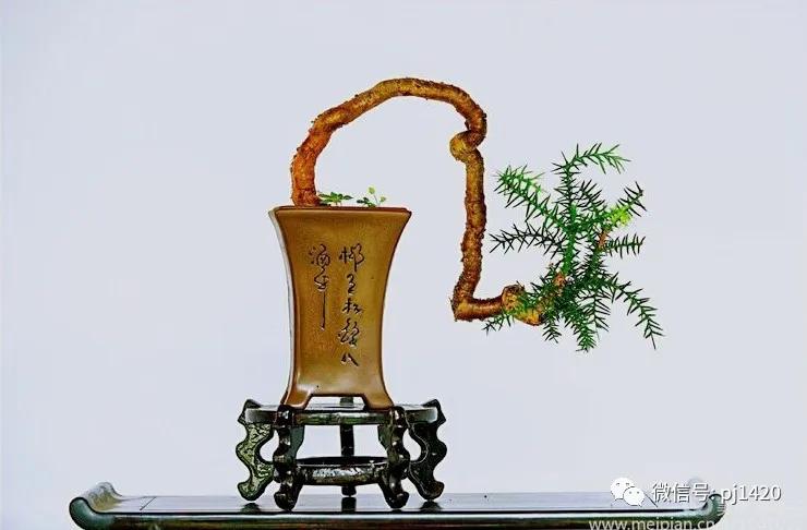 澳洲杉怎么长出漂亮根部,如何养好澳洲杉