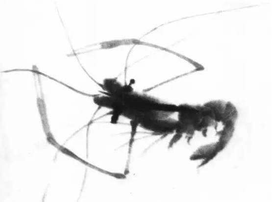 齐白石群虾的绘画手法,齐白石群虾用铅笔怎么画