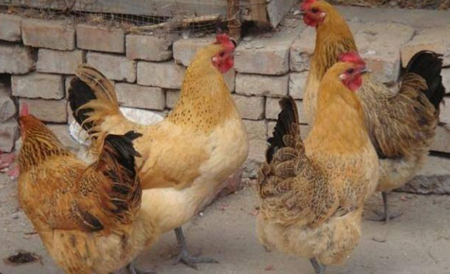 养殖鸡眼睛肿了是什么病怎么治疗,鸡眼睛瞎怎么治疗最好