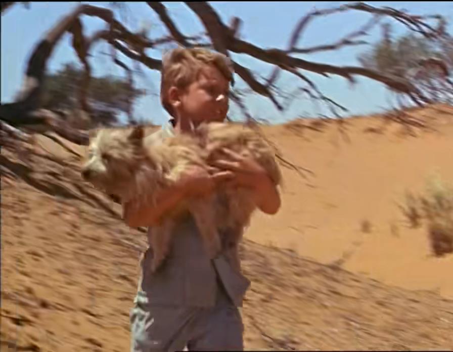 蛇咬蝎追，八岁男童如何在沙漠里生存三周？