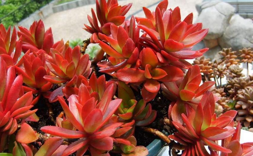 多肉火祭怎么养叶子圆润,多肉火祭叶片干瘪厉害