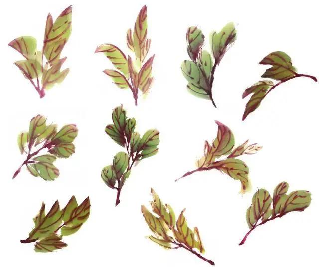 学习写意牡丹画的方法,学习写意牡丹画的步骤