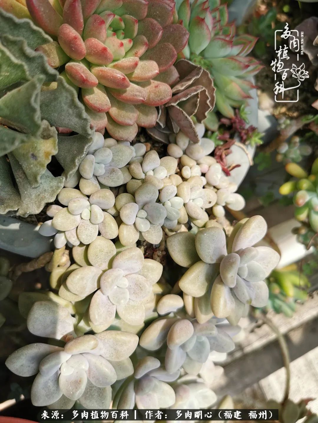 唯美雅致意境飘逸的多肉,蝶舞悠然多肉视频