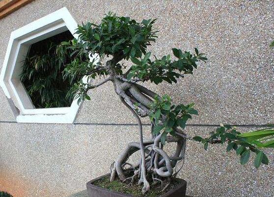 榕树叶子发黄落叶怎么补救,榕树叶子发黄是什么原因