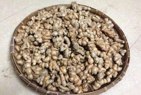 怎样让姜快速发芽做盆栽,盆栽植物姜