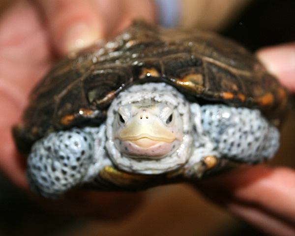 看图识龟,看图识物