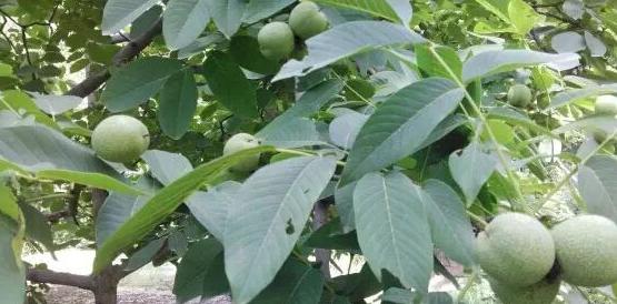 种植5亩核桃一年能赚多少钱,种植核桃经济价值