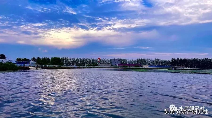 黄鳝常见疾病与防治综述性论文,网箱养殖黄鳝常见病防治