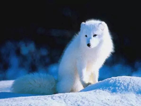 45种名犬大全,72种名犬图片附介绍