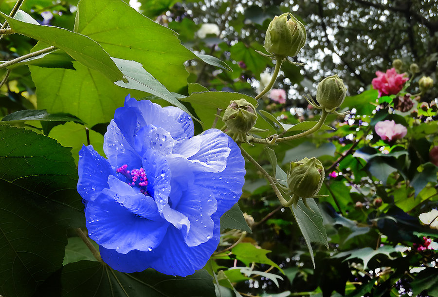 十种蓝色花,常见的六种蓝色花