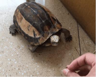 如何提高龟的互动性,养龟怎么和龟互动