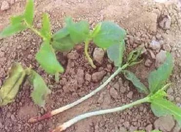 豆角病虫害用什么农药,豆角易发生什么病虫害