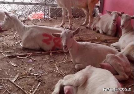 怀孕母羊产前瘫痪怎么回事,羊产前截瘫怎么办