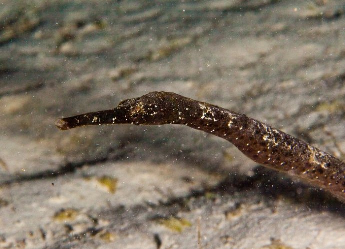 海底你不知道的东西,海底世界东海龙宫