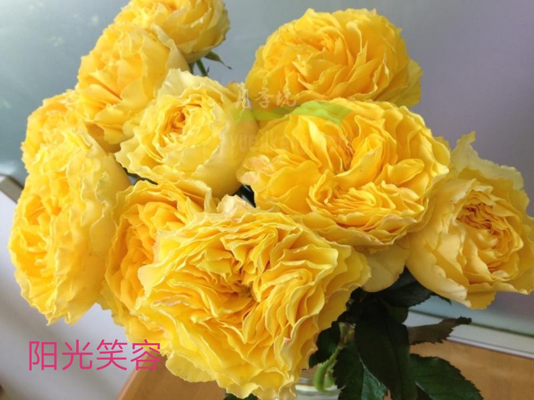 适合做切花的月季品种,十大公认最好切花月季