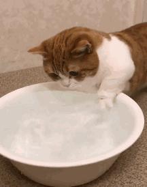 猫咪生病不吃东西只喝水怎么办,猫咪铲屎官的5种表现