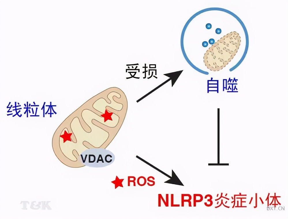 炎症生百病，谁才是它的克星？生酮饮食可以减少身体炎症