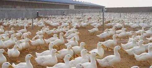 螺纹蛋形成原因,鸭子产蛋有螺纹是什么原因