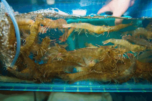 6.8折！「现熬海鲜粥」登陆龙岩！第一口就把我拿下了