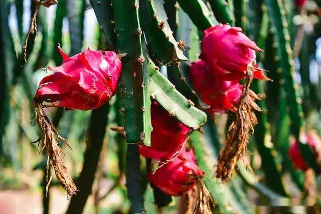 又甜又香的火龙果,夏天火龙果这样吃太凉爽了