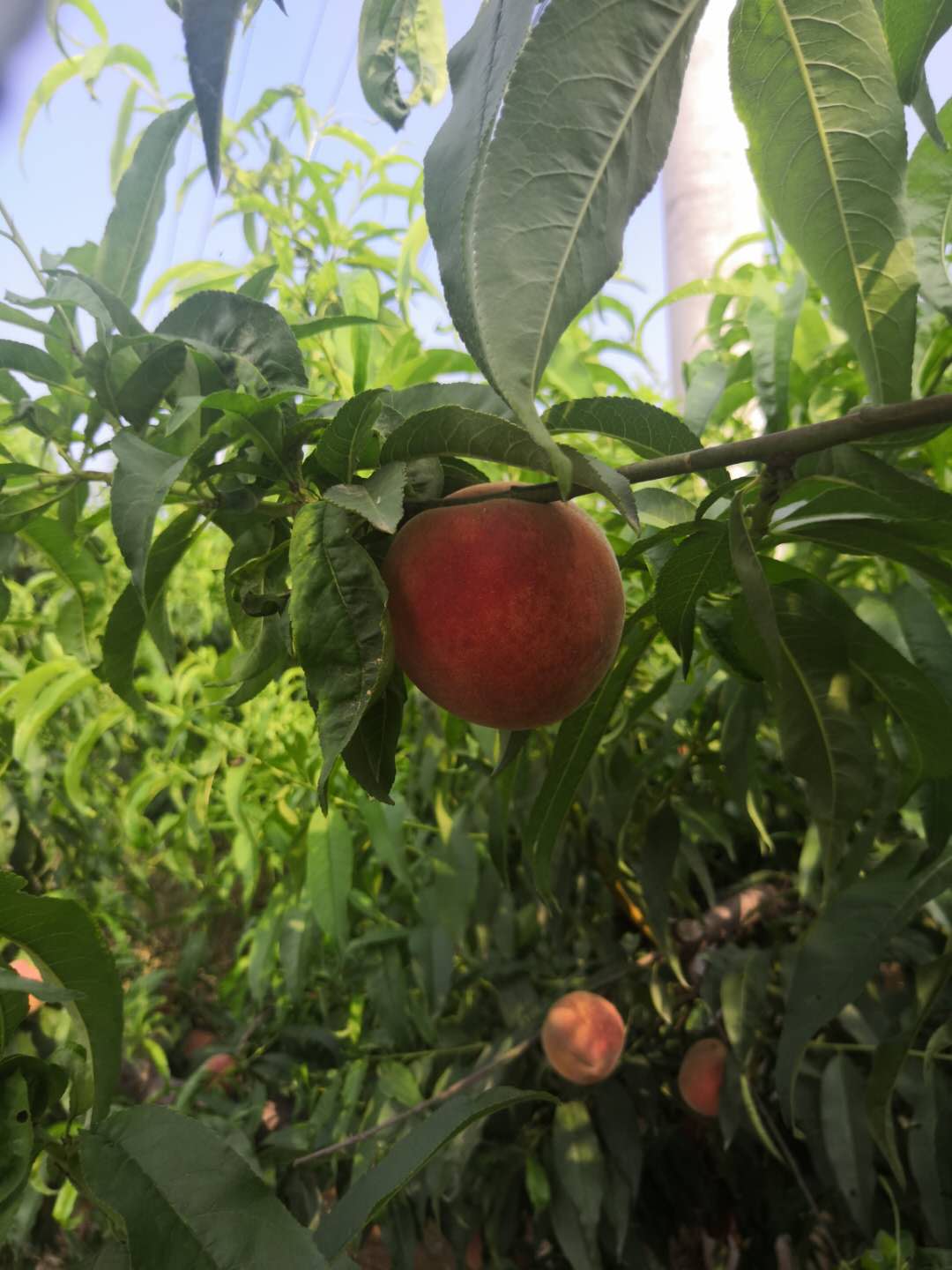 桐柏电商农产品,桐柏县红桃电商