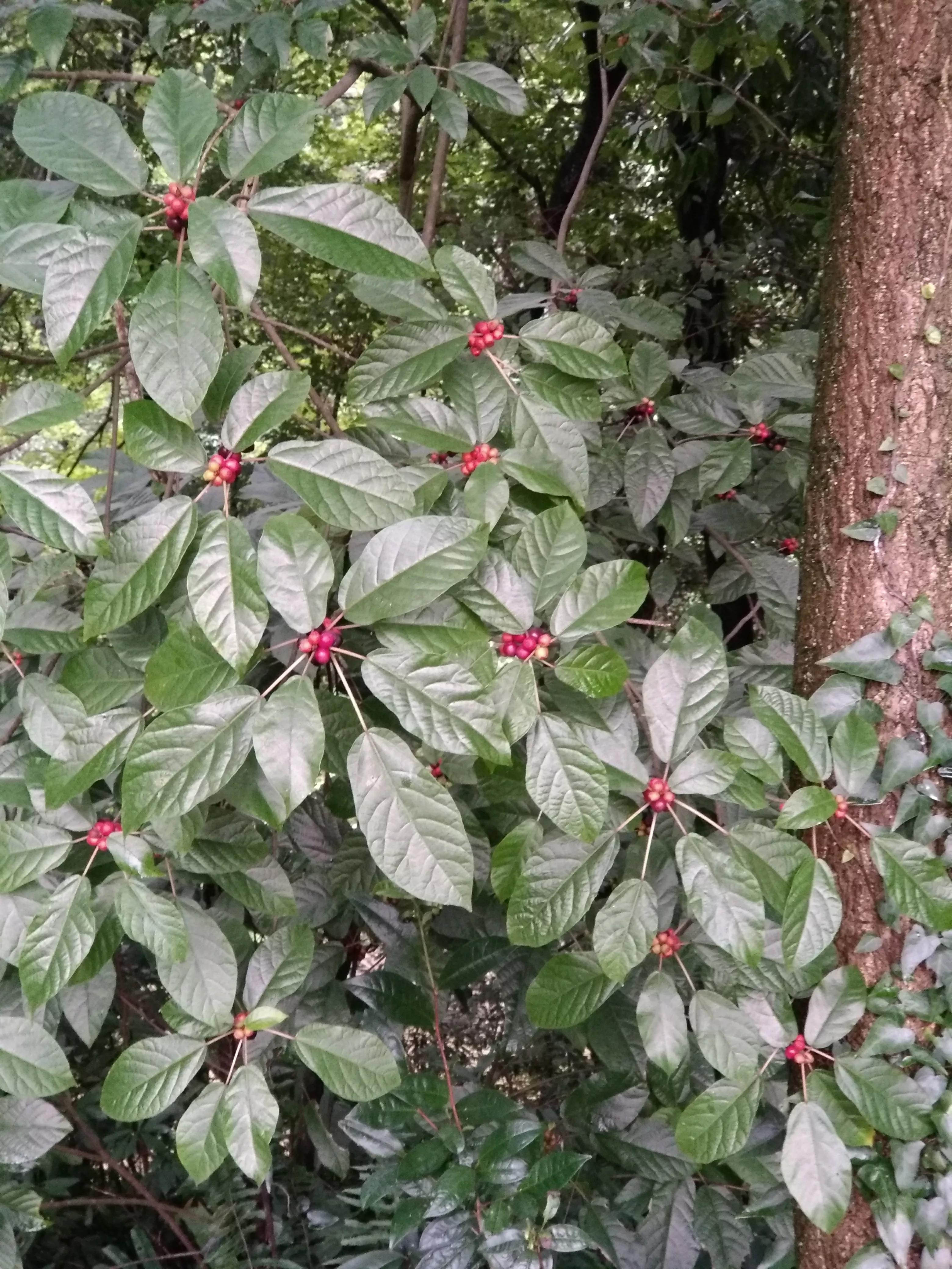 湖南常德花岩溪古村,湖南常德桃源县花岩溪