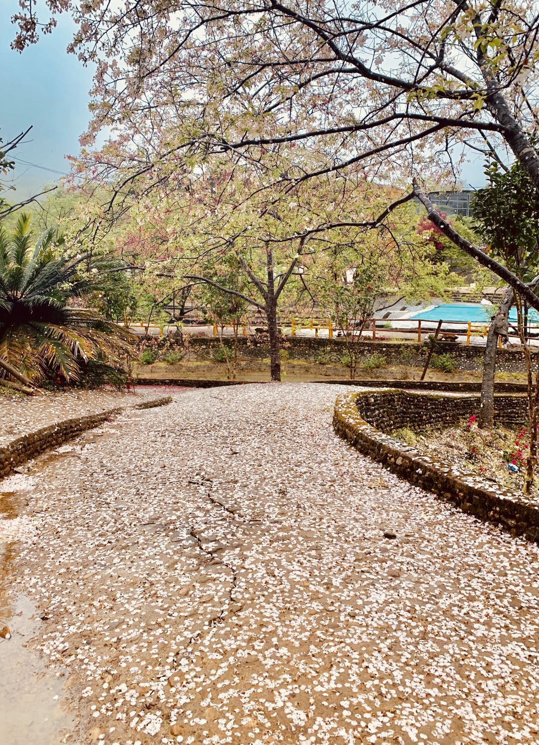 广东看樱花旅游景点推荐,广东樱花打卡景点