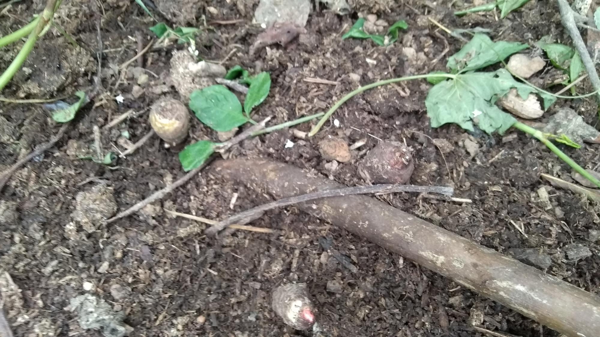 什么样的魔芋有毒,真正的魔芋有毒吗