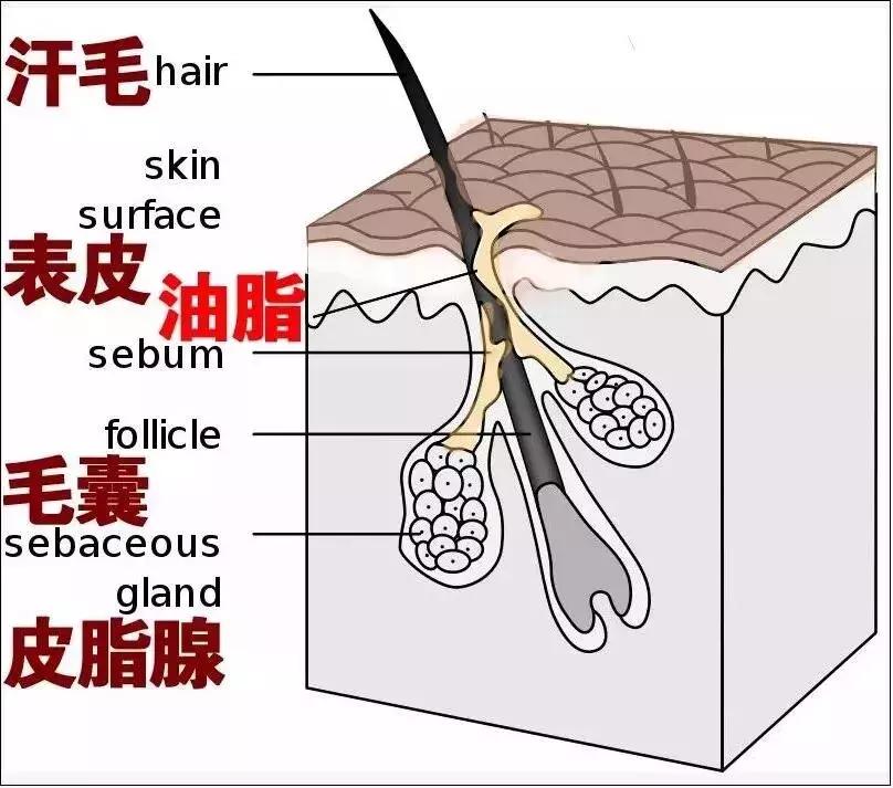 南方人洗澡不搓泥原因,南方人洗澡不搓泥不脏吗