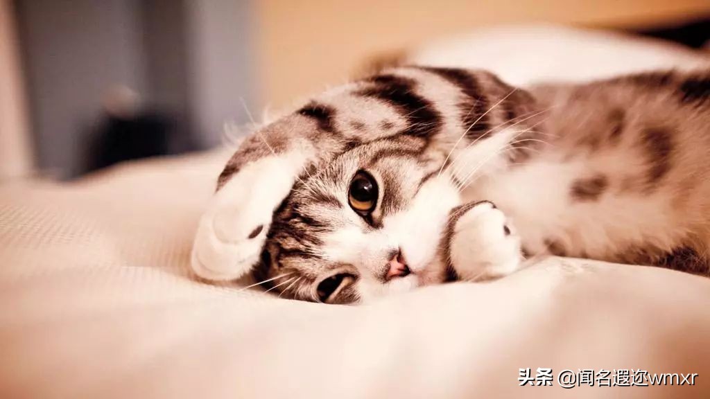 你有猫病表情包,你有猫病啊图片