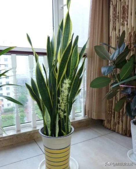 旺财旺家的3种花,5种花寓意好富贵养人