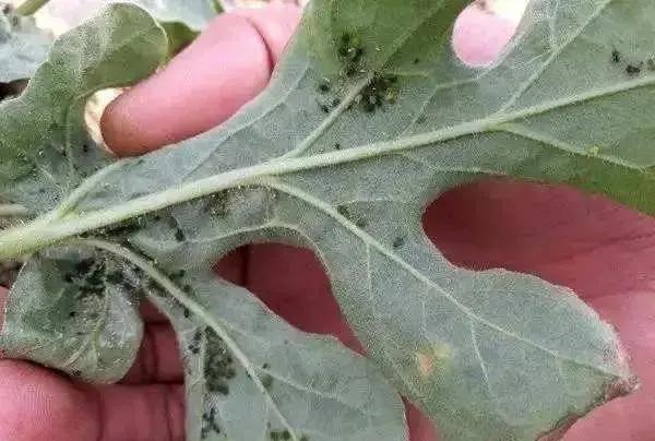 70%高效氯氰菊酯防治蚜虫怎么兑水,蚜虫妙招