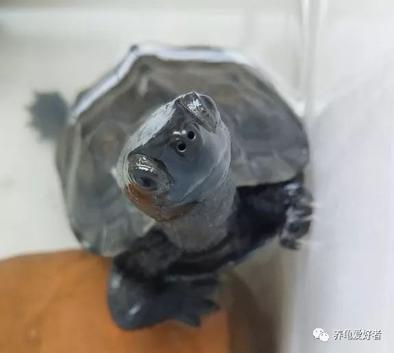 龟腿肿了怎么消除,龟腿部肿无法正常行走