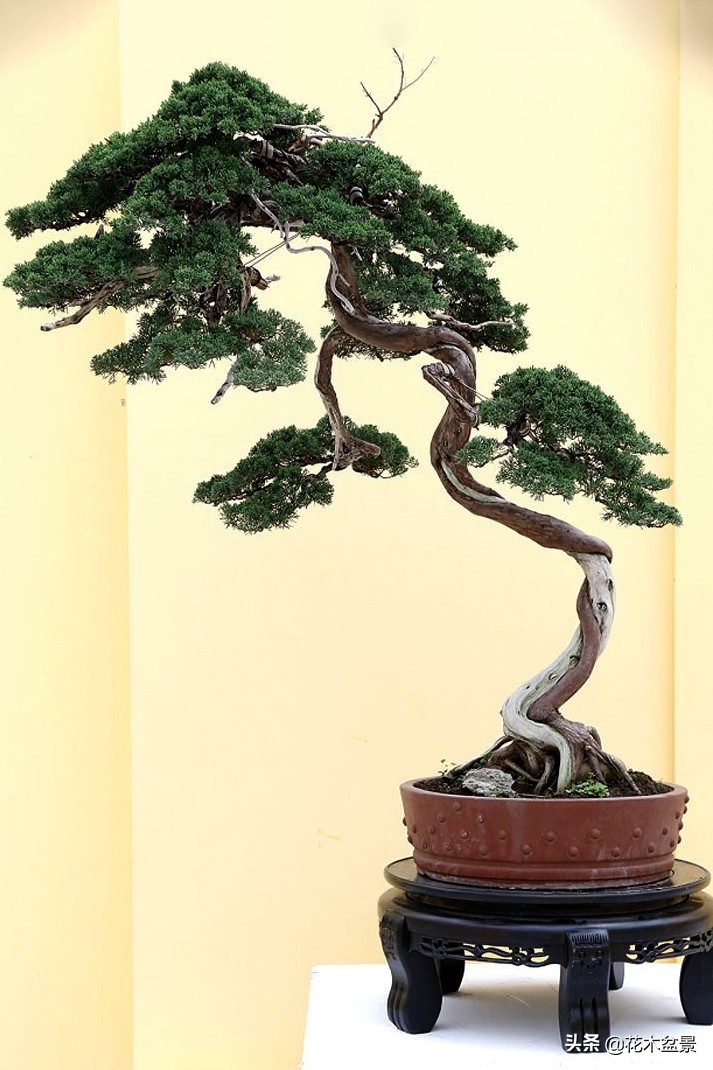 文人树盆景，宣泄一种情绪，吐露一种幽愤