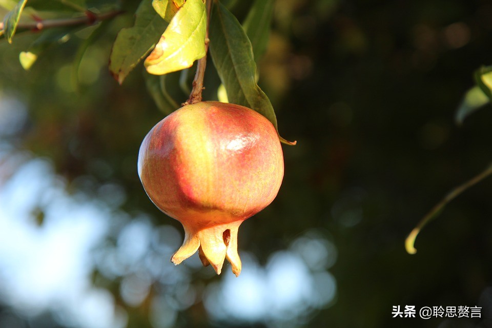 有关石榴的诗词,石榴树诗词