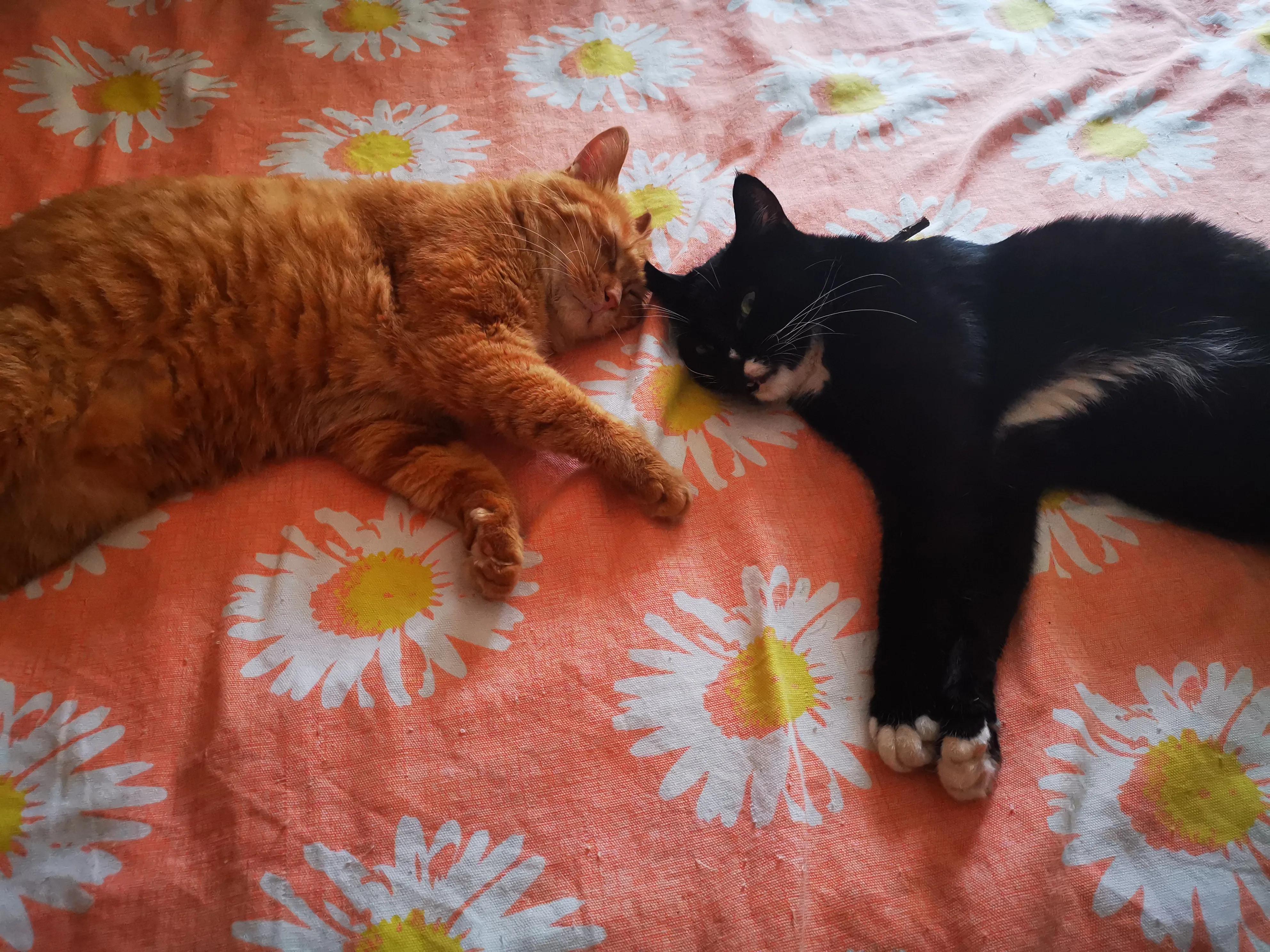 猫砂评价怎么写,倔强的尾巴猫砂评价