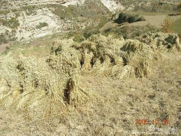 静乐县刁儿沟村,静乐县刁儿沟小学