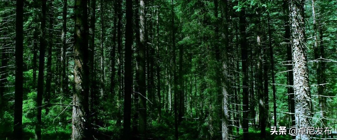 藏王故里秘境卓尼完整版,秘境卓尼青稞酒