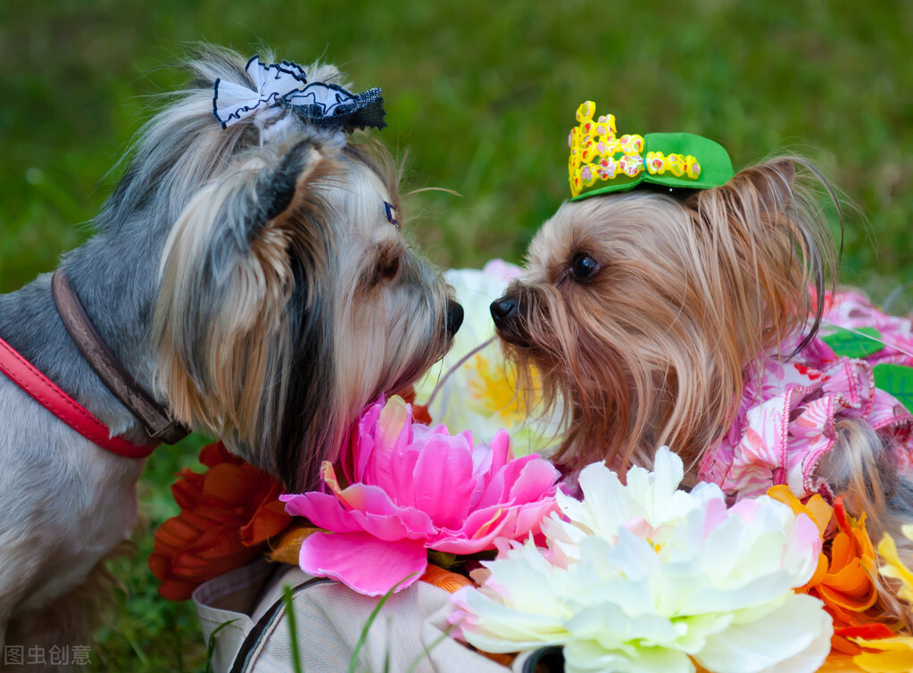 什么狗狗最聪明最认主人又好养活,狗狗是最忠诚的善待它们必有好报